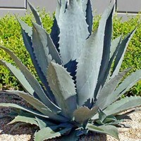 AGAVE AMERICANA (1)