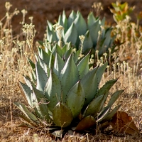 Agave Maximiliana