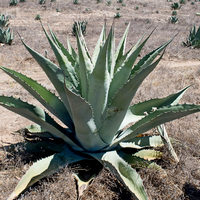 Agave duranguensis